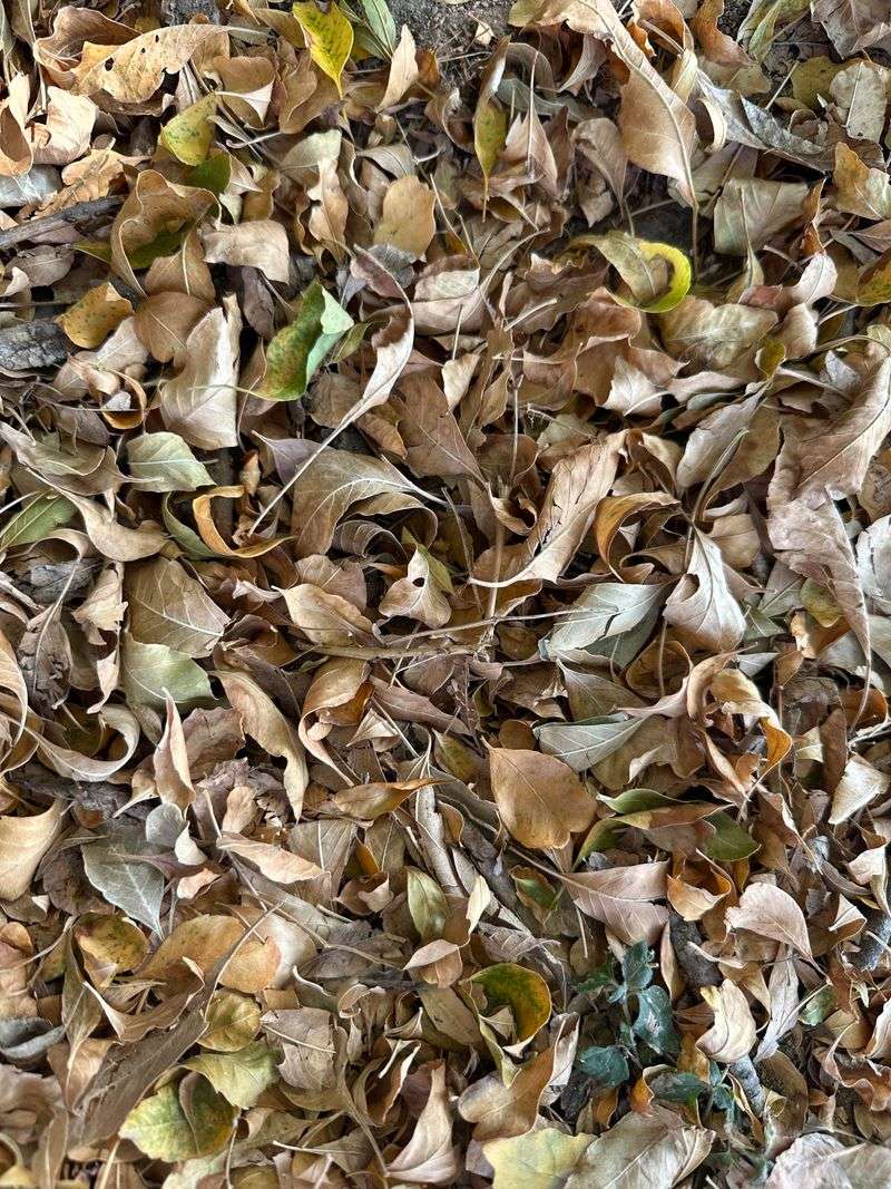 Raking Away Leaf Litter Too Aggressively