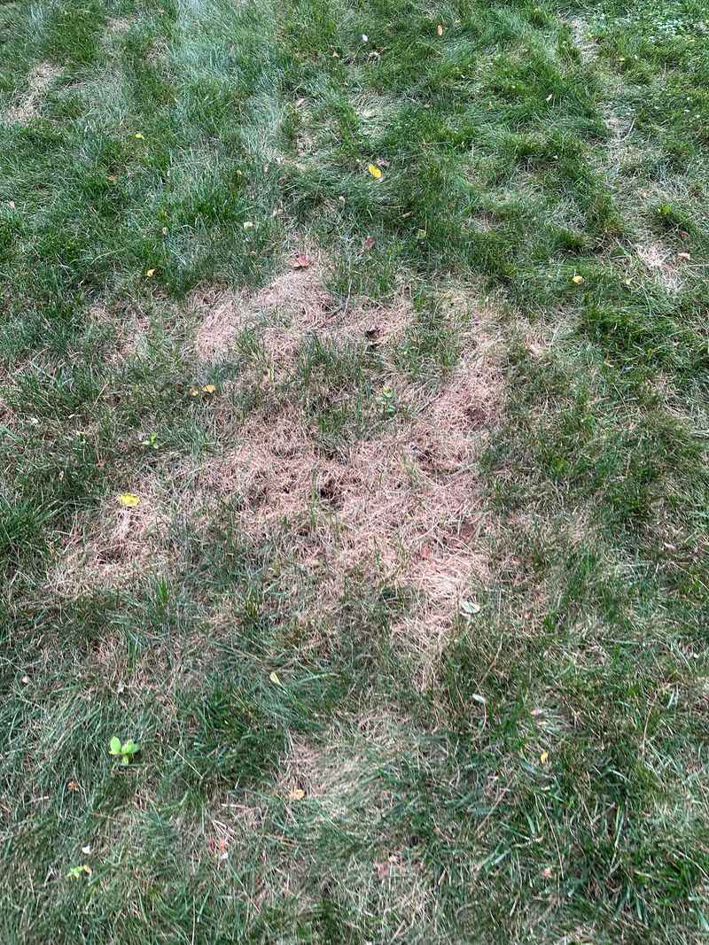 Overwatering Creates Ideal Conditions For Disease