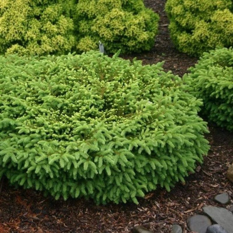 Bird's Nest Spruce Forms A Low Tidy Mound Naturally