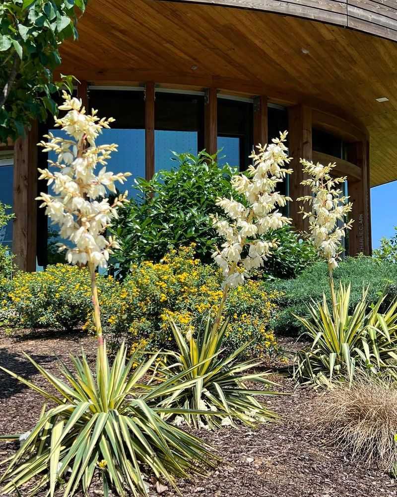 Yucca Adds A Bold Architectural Look With Very Low Water Needs
