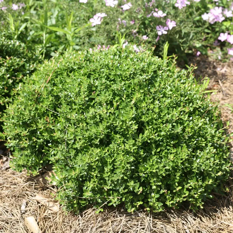 Dwarf Yaupon Holly Looks Neat Without Constant Upkeep