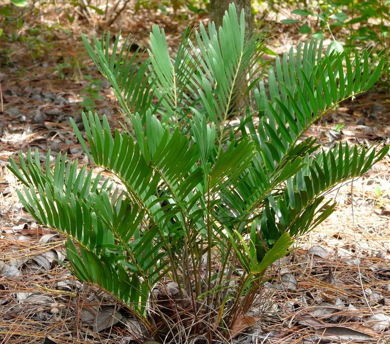 Coontie Holds Its Shape Without Constant Trimming