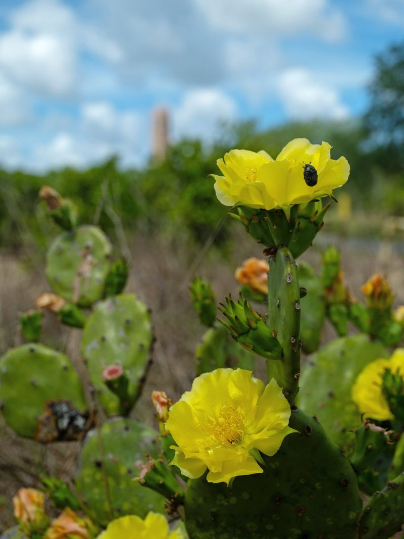 Prickly Pear Cactus