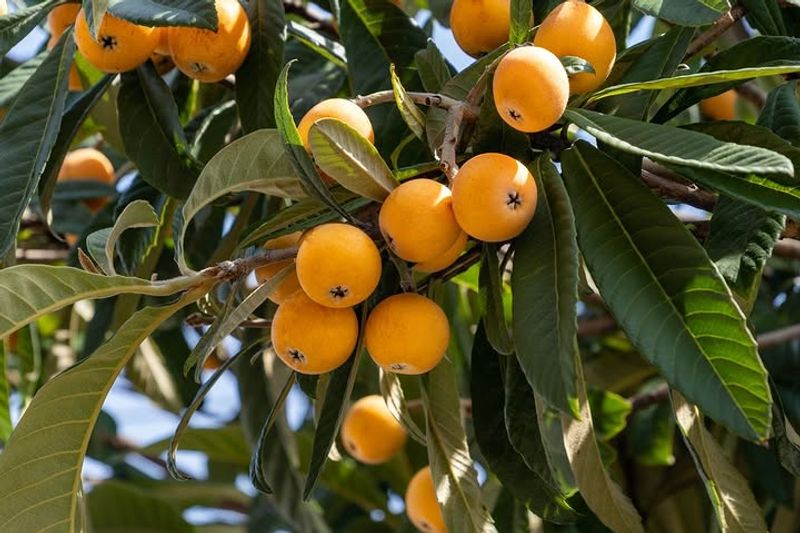 Loquat Starts Strong With Early Backyard Charm