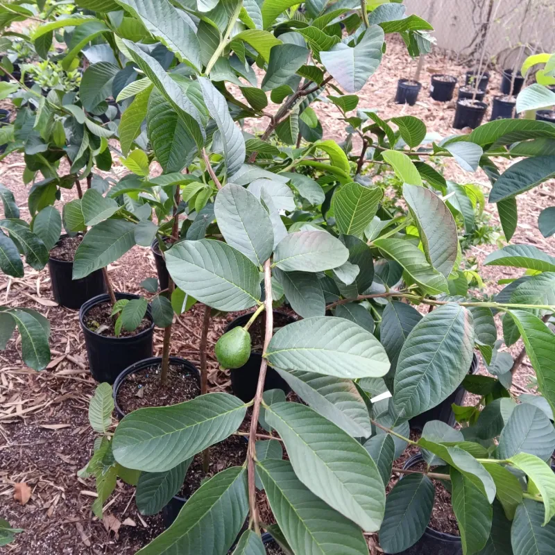 Guava Trees Handle Heat And Stay Productive In Containers
