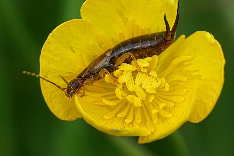 They Seek Shelter Near Plants