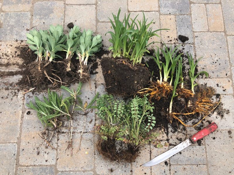 Divide Crowded Perennials While They Recover Fast