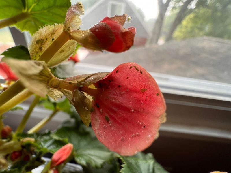 Watch For Common Pests In Warm, Humid Weather