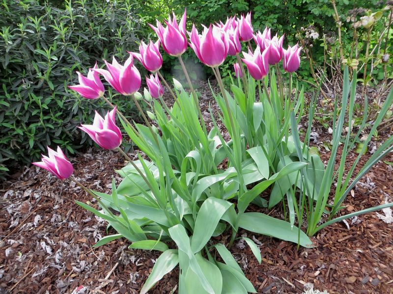 Mulch Spring Bulbs After Bloom Not Before
