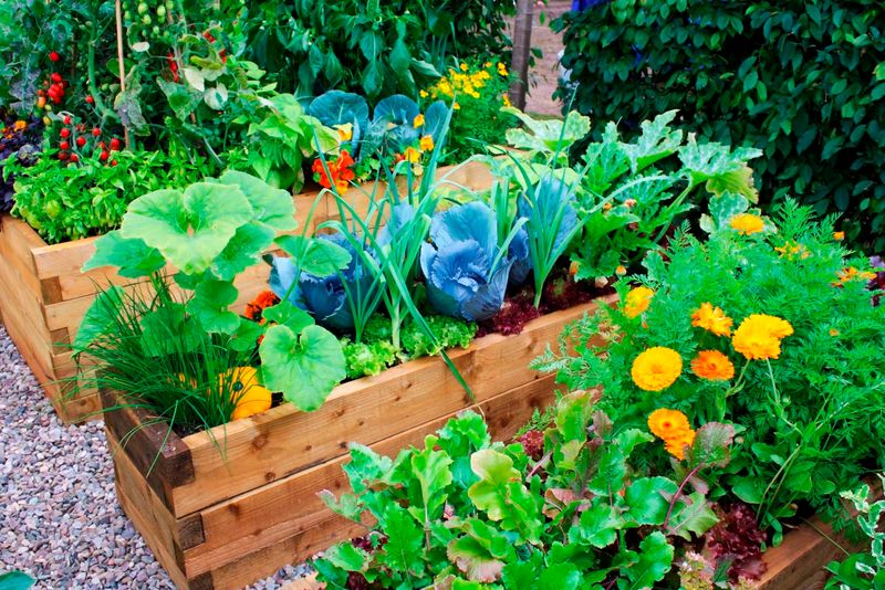 Use Companion Planting To Reduce Pests