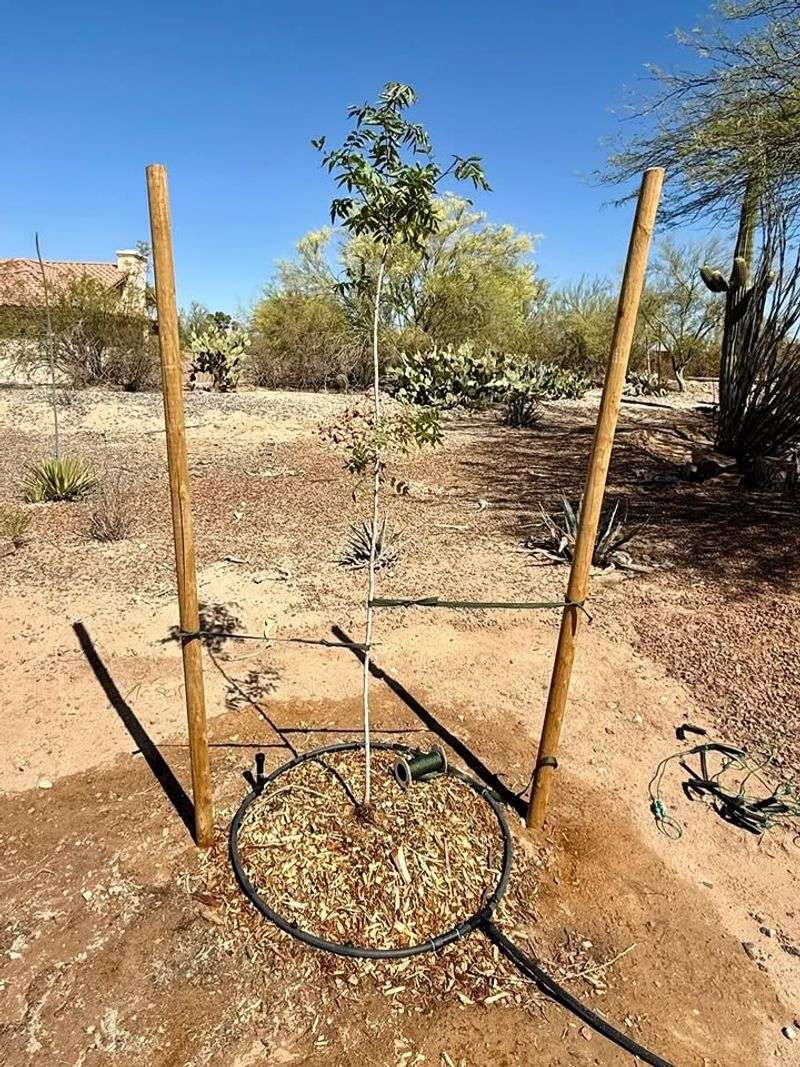 Correct Staking Supports Early Growth