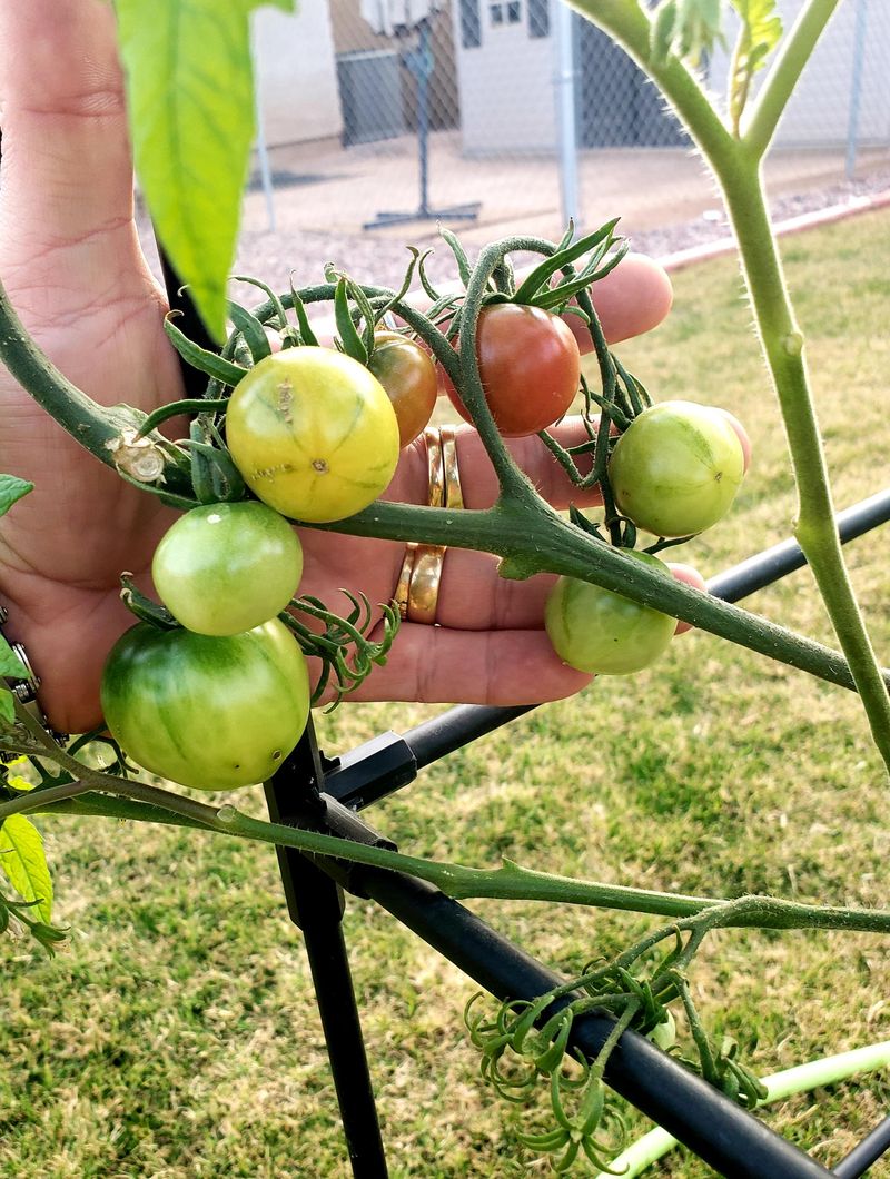 Balanced Feeding Supports Growth Without Forcing Weak Plants