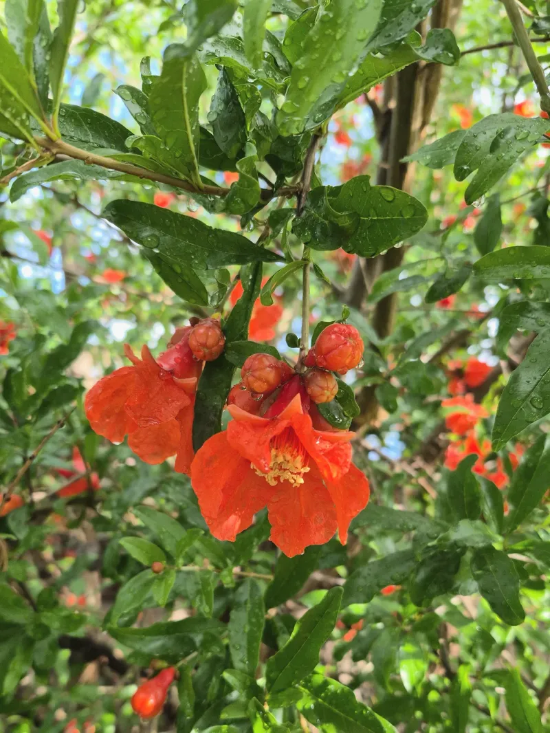 Protecting Blossoms From Heat Stress Helps Improve Fruit Set