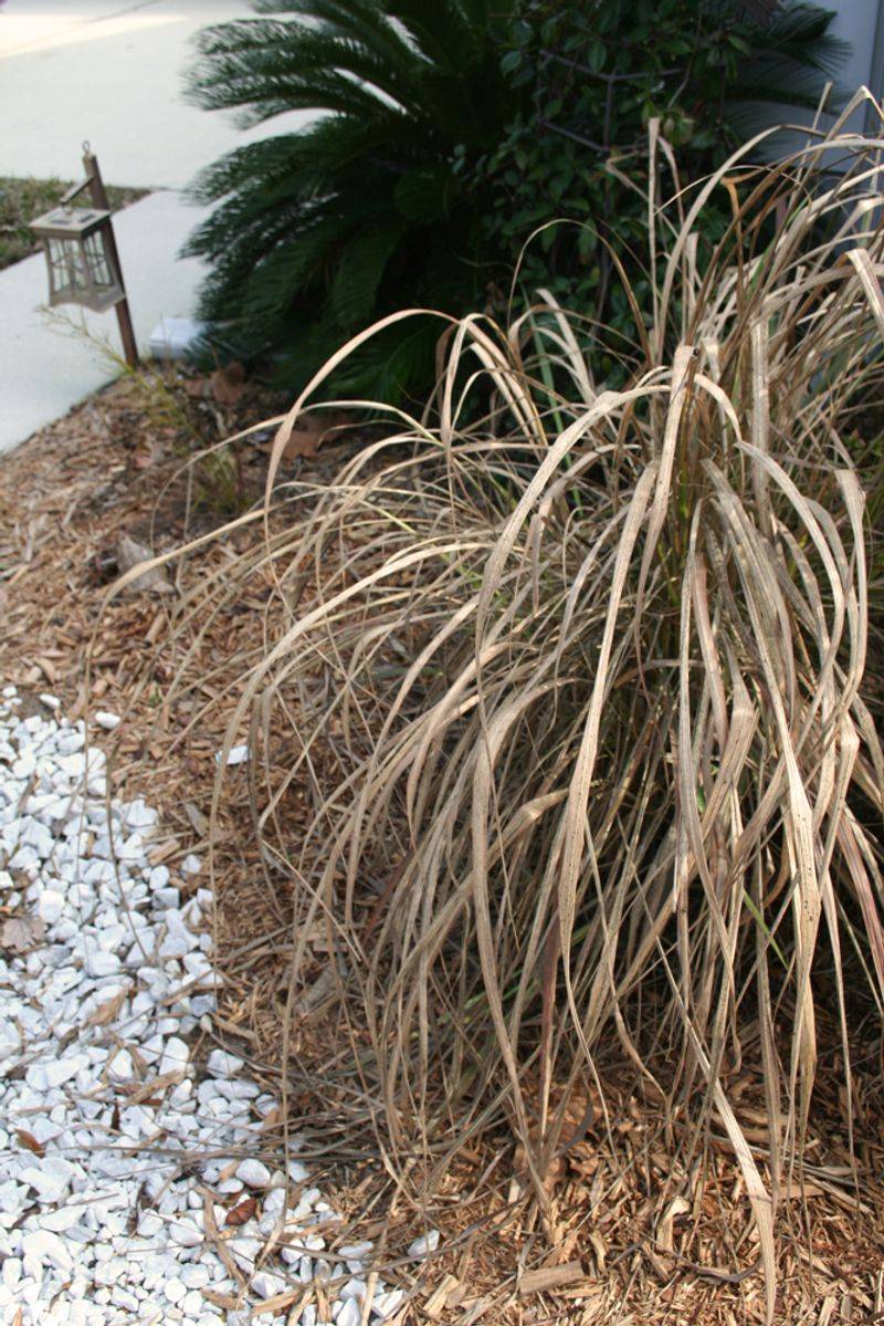 Avoid Letting Soil Dry Out Completely