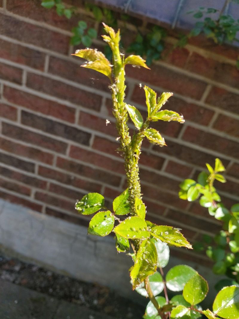 Check For Aphids And Other Early Pests