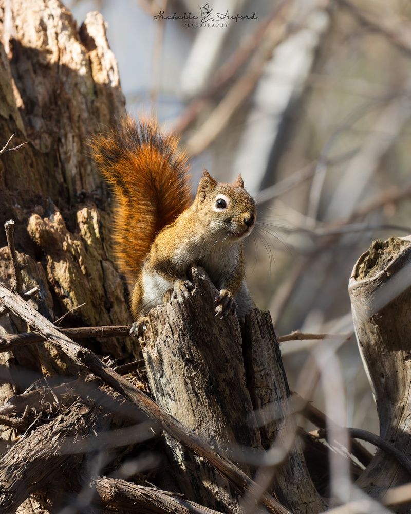 They Are Hiding Food