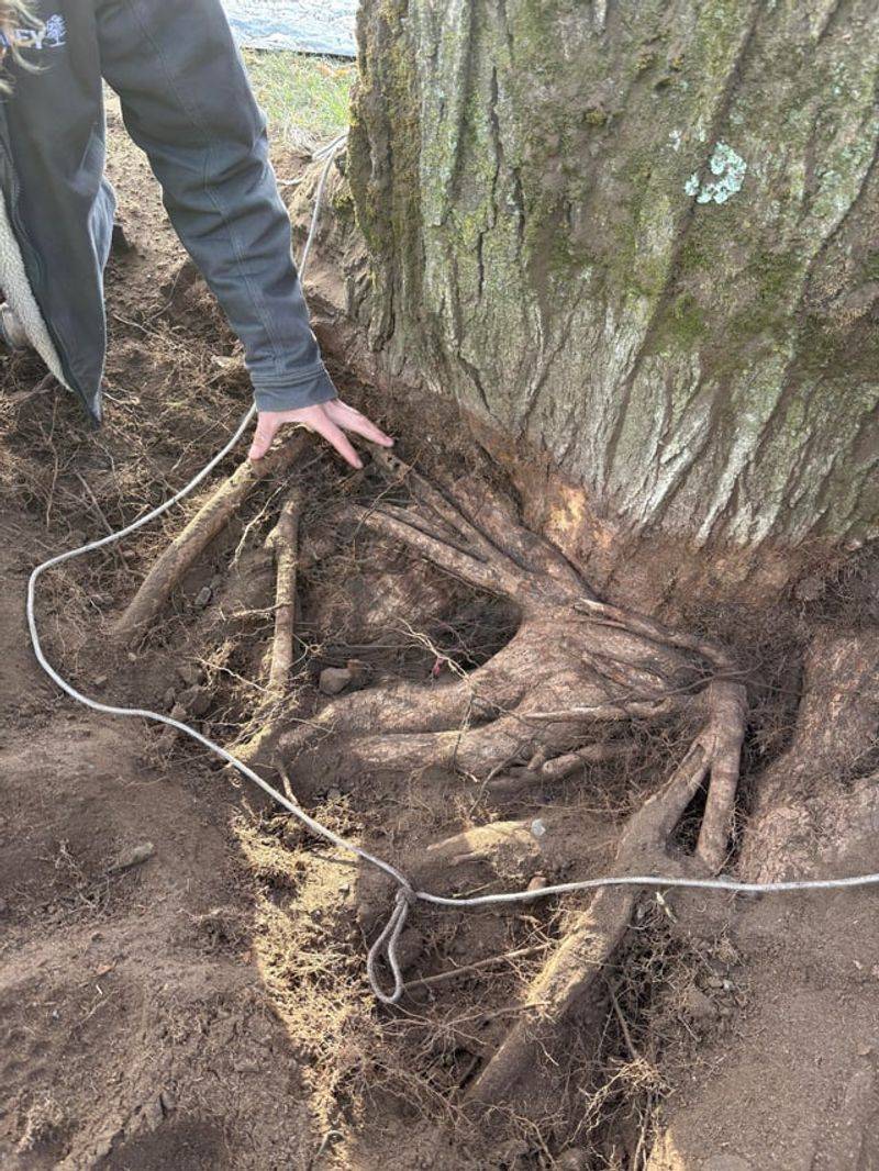 Fixing A Deep-Planted Tree Gets Expensive Fast