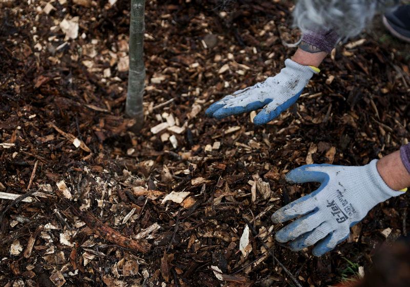 Skip Mulch On Cold Wet Soil Early In April
