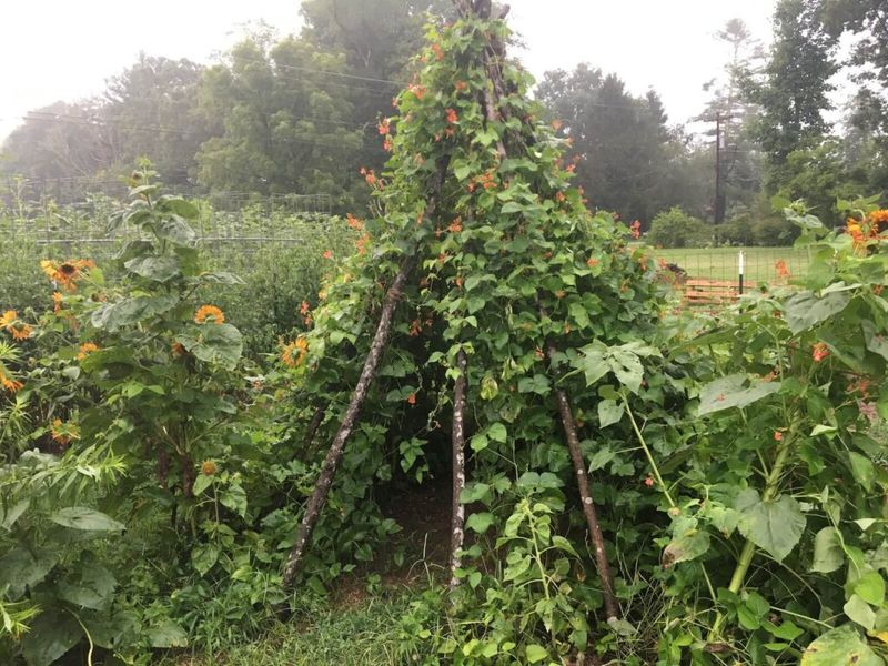 Harvest Beans Frequently To Keep Plants Producing