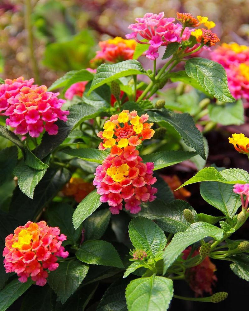 Mountain Gardeners Should Treat Lantana As A Single Season Annual