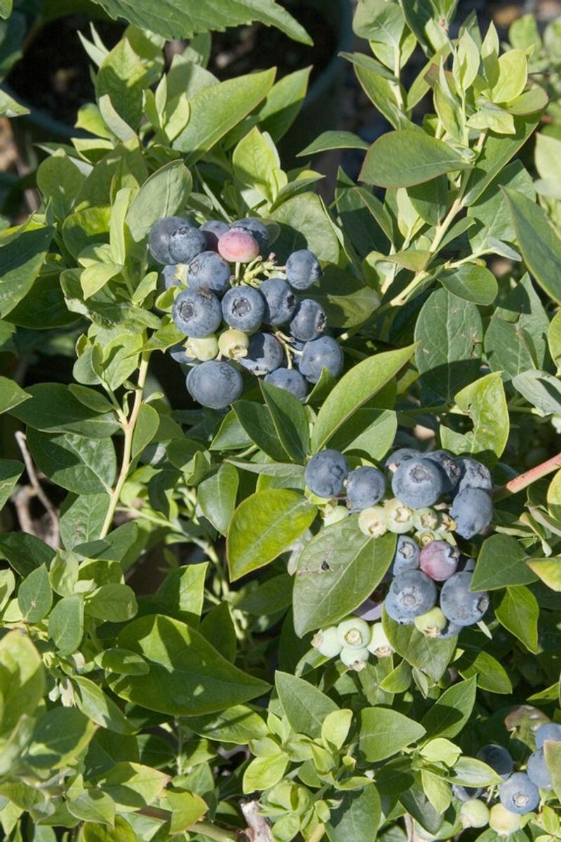 Grow Two Varieties To Improve Pollination And Fruit Set