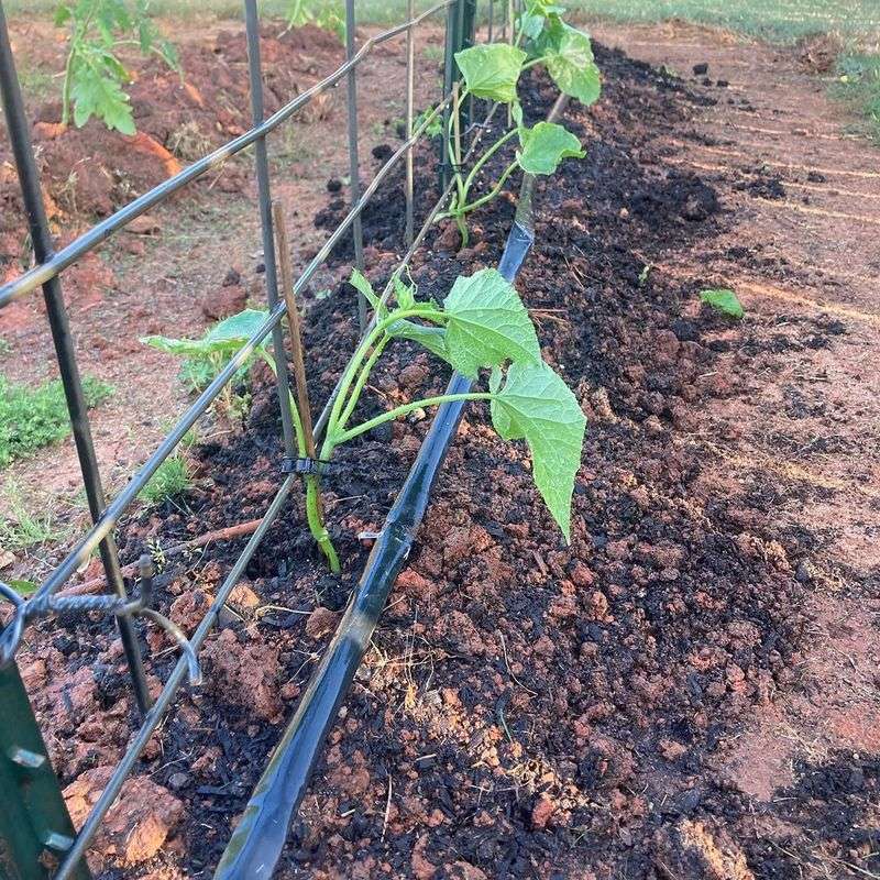 Maintain Drip Irrigation