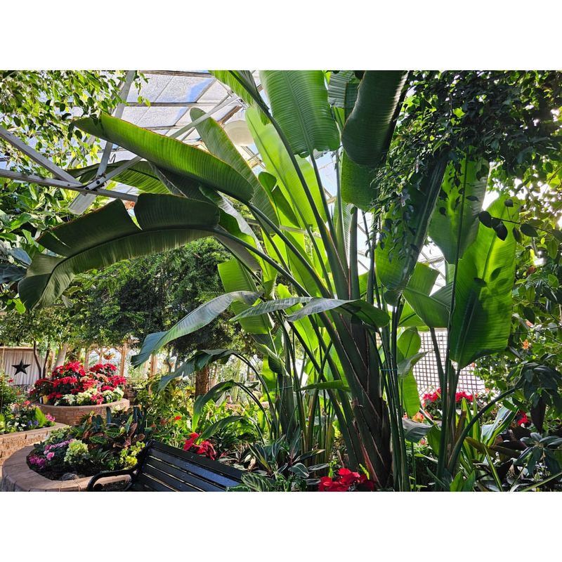 Remove Old Leaves And Spent Flower Stalks