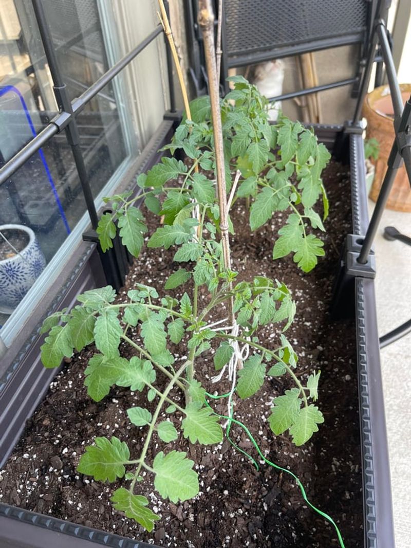 Feed Tomatoes Regularly