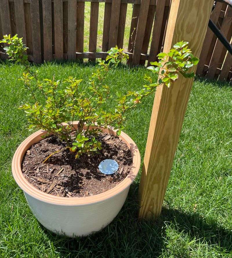 Feed After Bloom Cycles