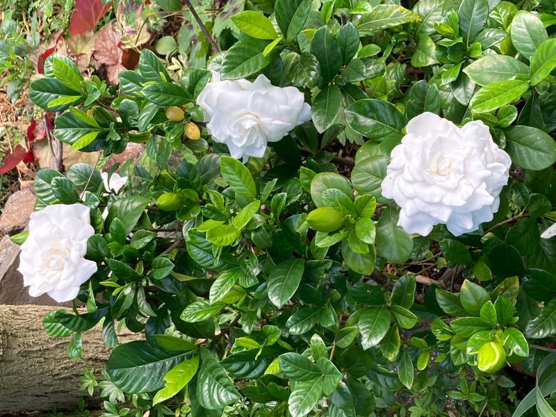 Provide Morning Sun And Afternoon Shade