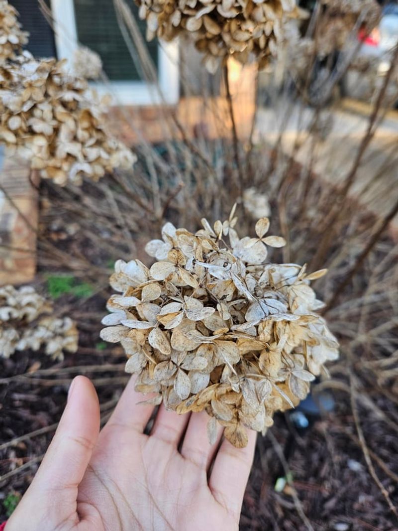 Prune At The Right Time