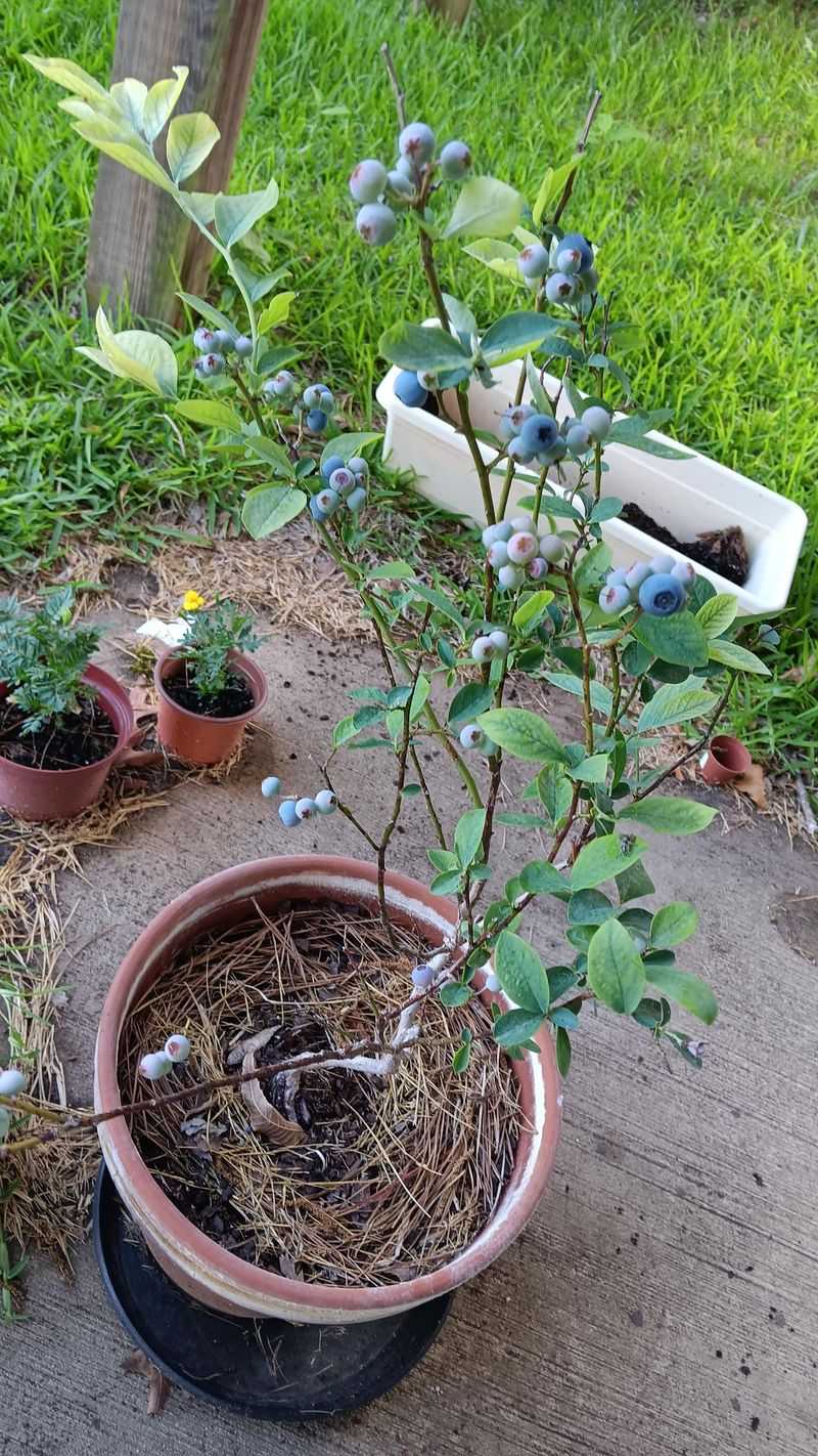 Fertilize In Early And Late Spring