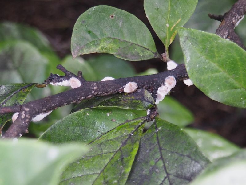 Watch For Magnolia Scale Before It Spreads