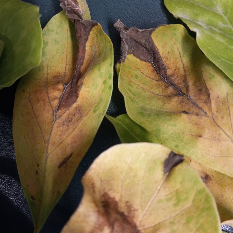 Watch For Full Canopy Drop Or Branch Decline