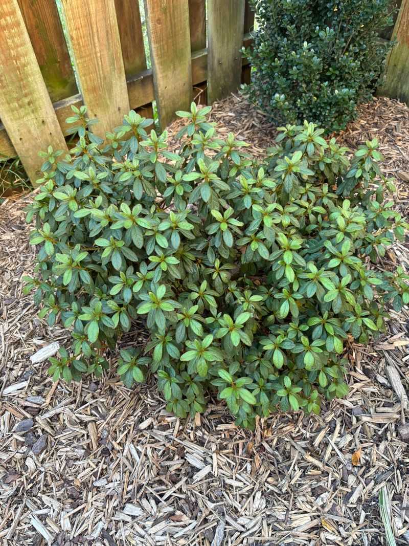 Water Before Dry Spells