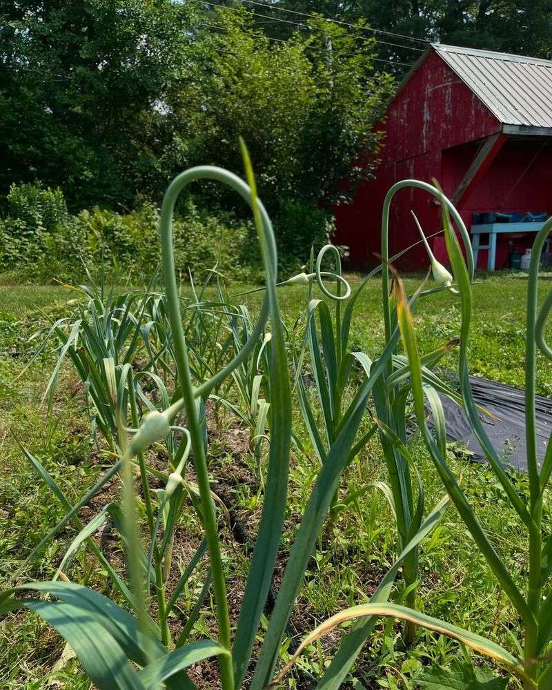 Remove Scapes To Help Bulbs Size Up