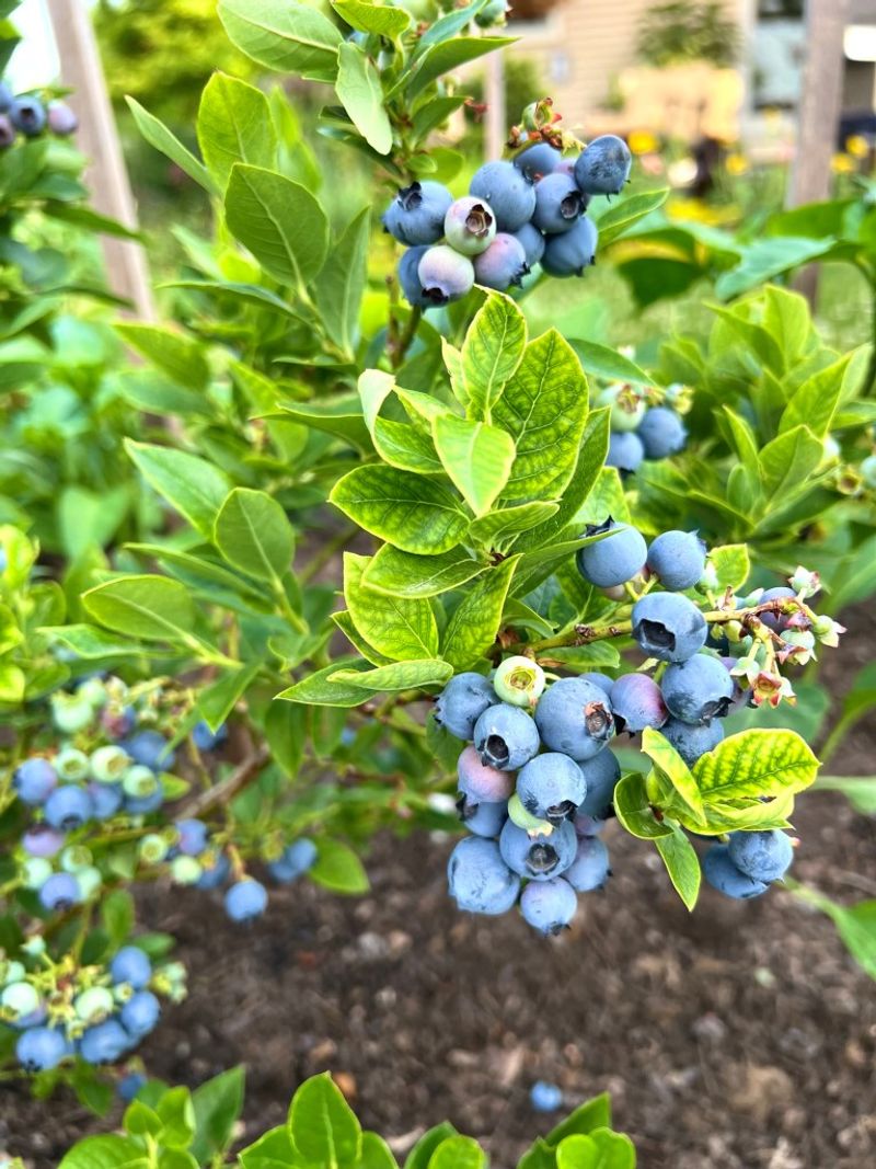 Feed Lightly With Acid Forming Fertilizer