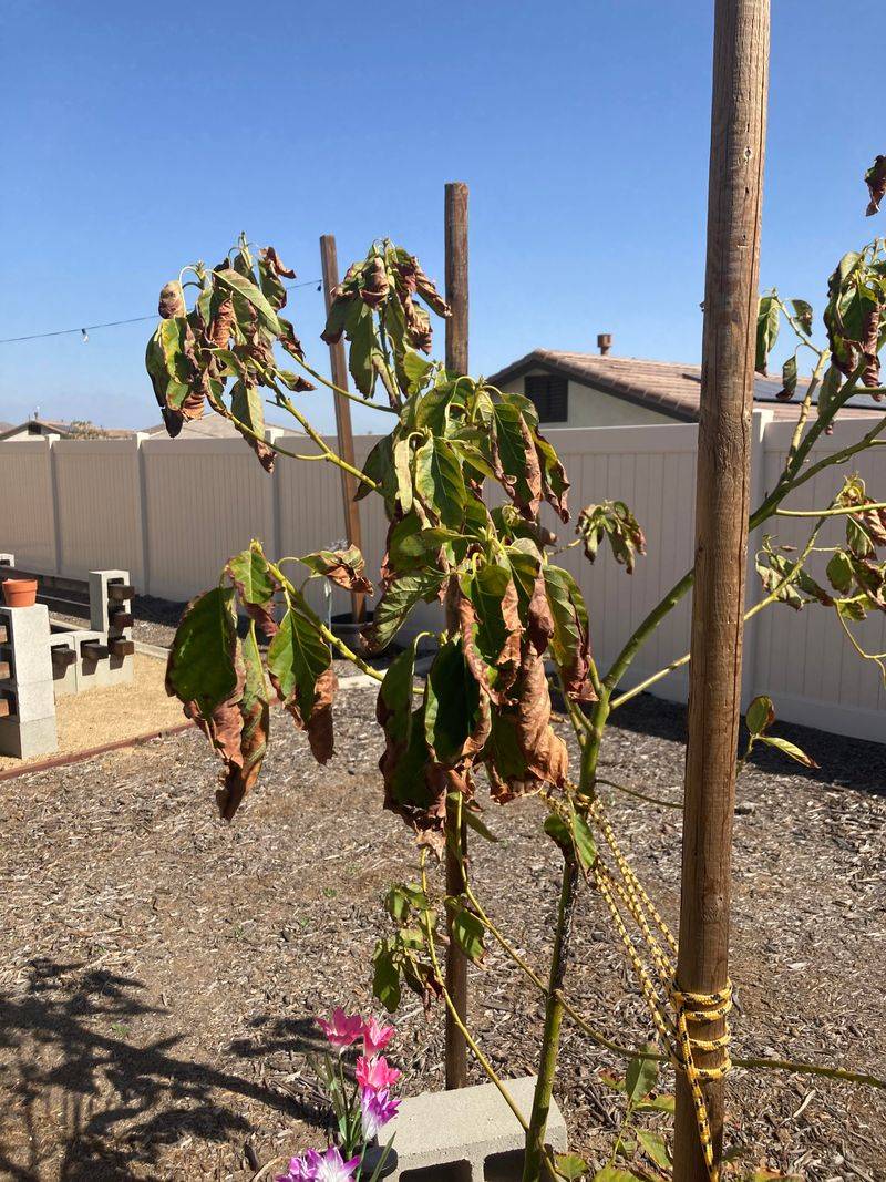 Avoid Summer Fertilizer Stress