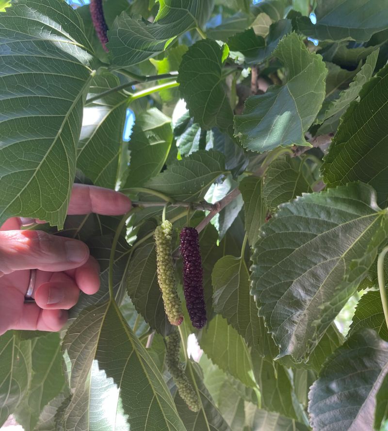 Pest And Disease Monitoring