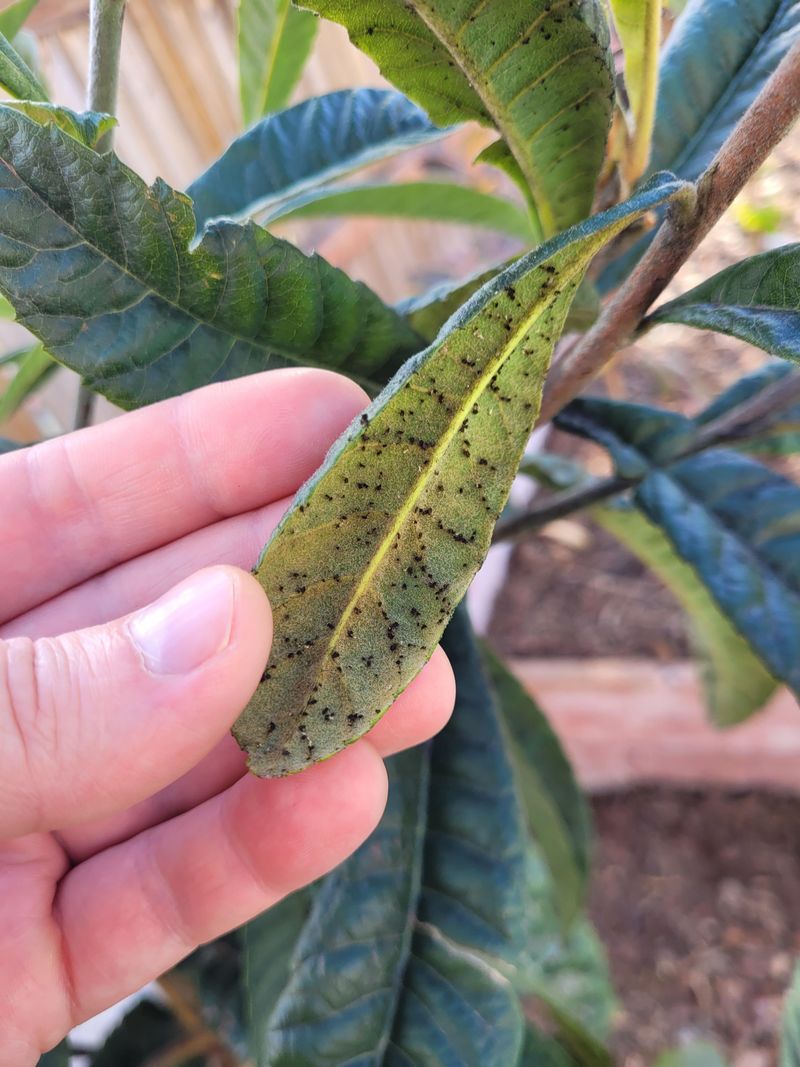 Pest And Disease Monitoring