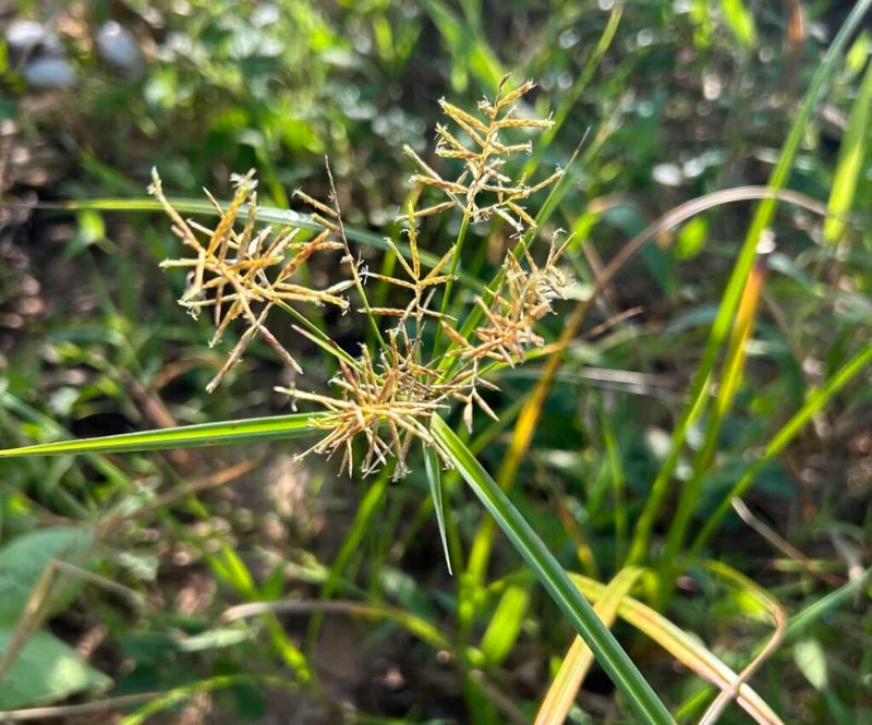 Nutsedge (Cyperus Spp.)