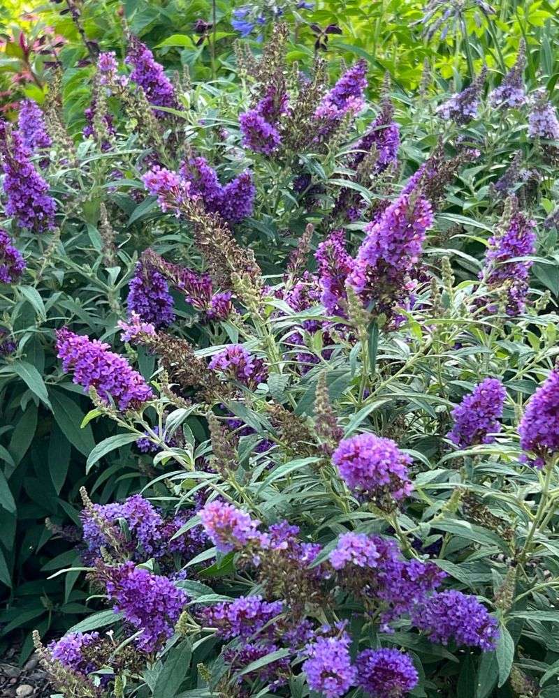 Butterfly Bush (Buddleja davidii)
