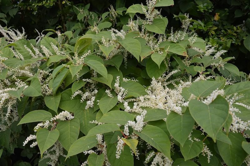 Japanese Knotweed Is Notoriously Hard To Beat