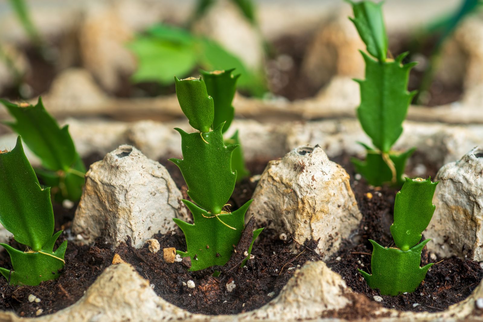 christmas cactus propagation