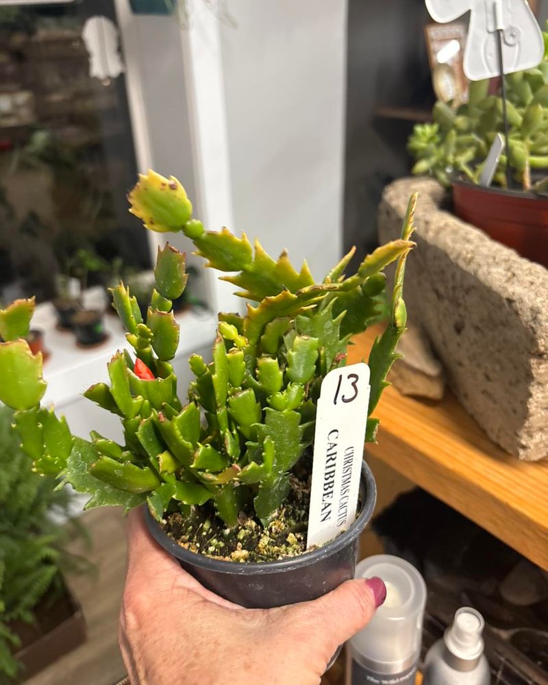 Why April Is The Right Time To Propagate Christmas Cactus