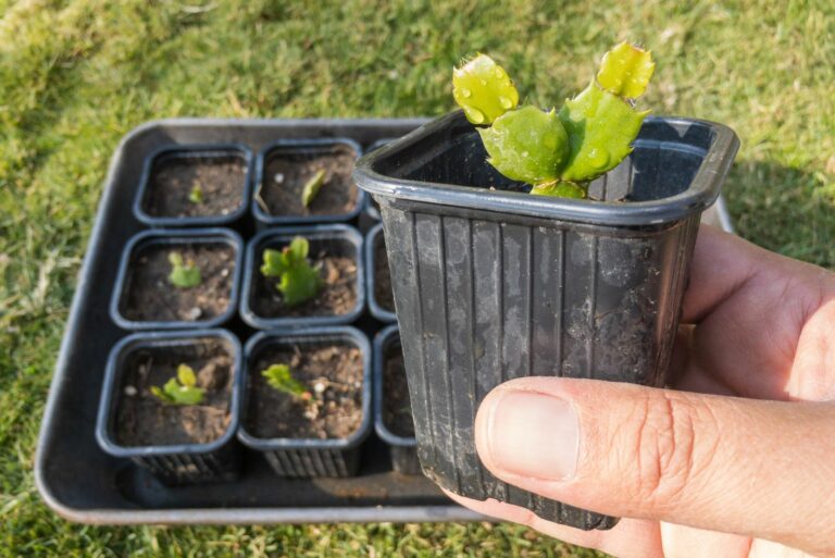 propagating christmas cactus