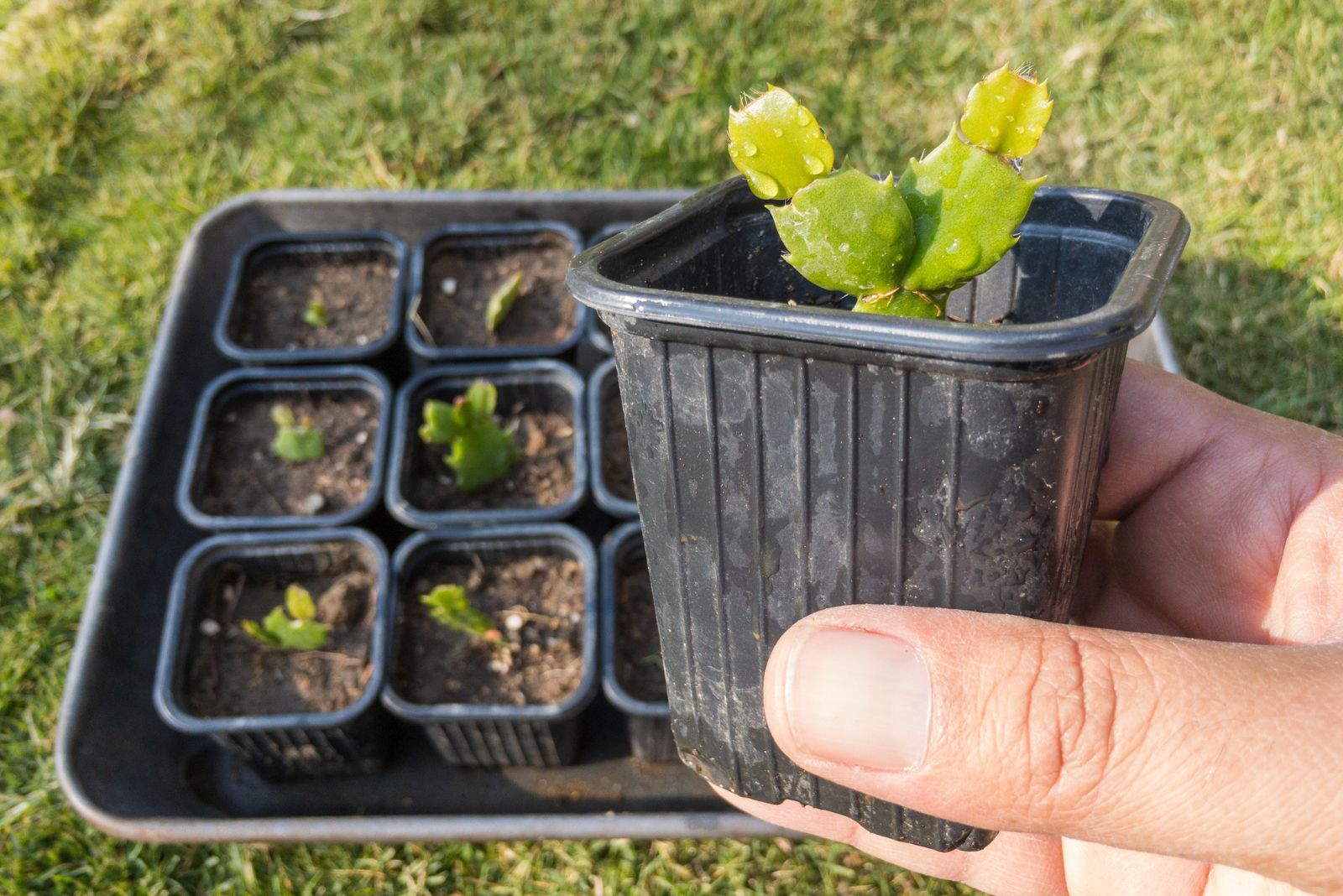 propagating christmas cactus