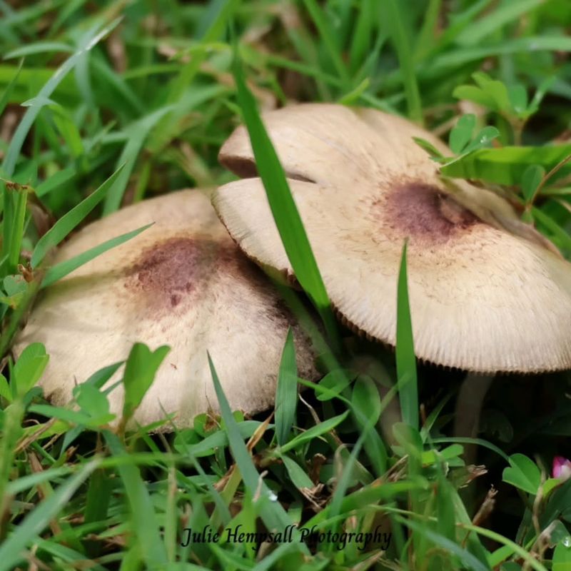 Rain Often Triggers Mushrooms From Established Fungal Networks
