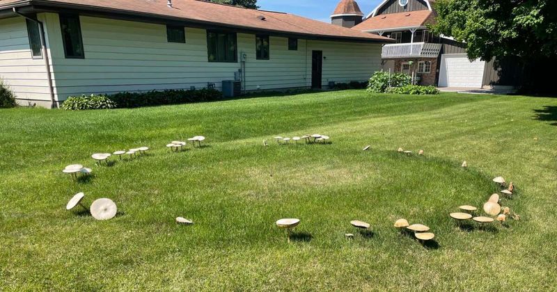 Fairy Rings Are A Natural Fungal Phenomenon Worth Knowing About