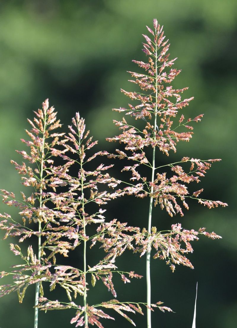 Johnson Grass 
